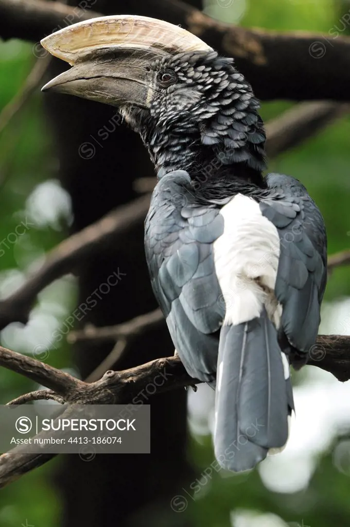 Silver-cheeked hornbill on a branch Tanzania