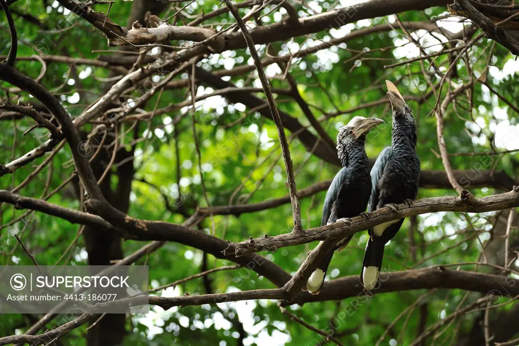 Two Silver-cheeked hornbills on a branch Tanzania