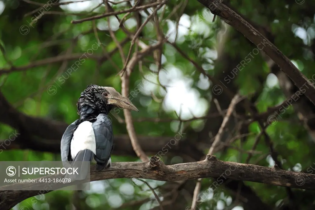 Silver-cheeked hornbill on a branch Tanzania
