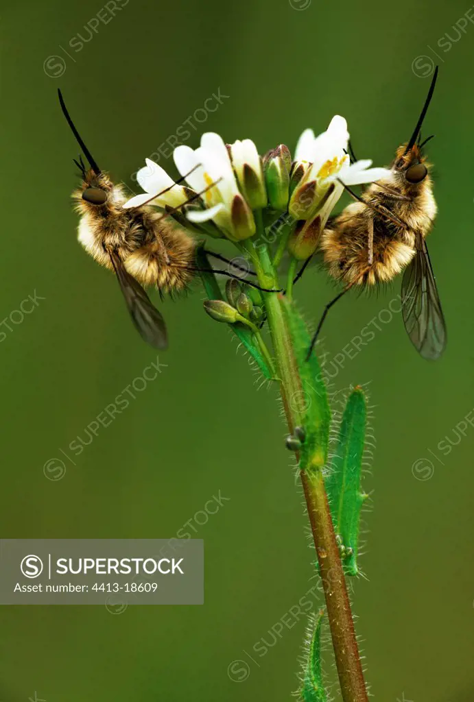 Two Bee flies settled one-on-one on a flower Switzerland