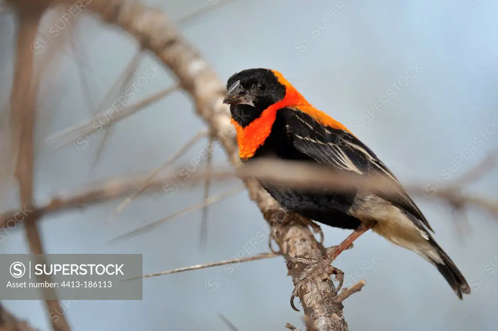 Southern Red Bishop sitting on a branch Tanzania