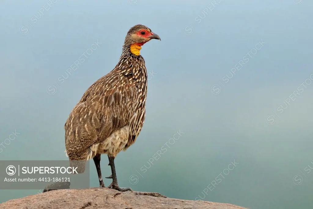 Yellow-necked Spurfowl on a rock Tarangire NP Tanzania