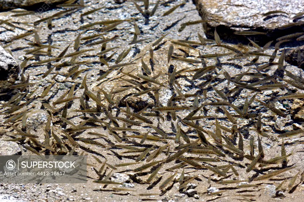 Eurasian Minnows in the Lake Sant Maurici in the Pyrenees