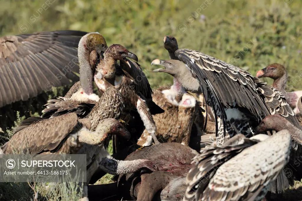 White-backed Vultures squabbling over a carcass Tanzania