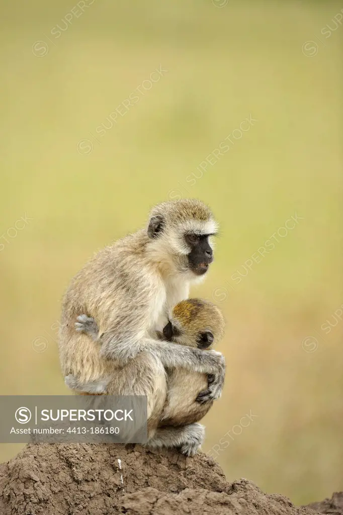 Monkey with its young sitting on a termite mound Tanzania