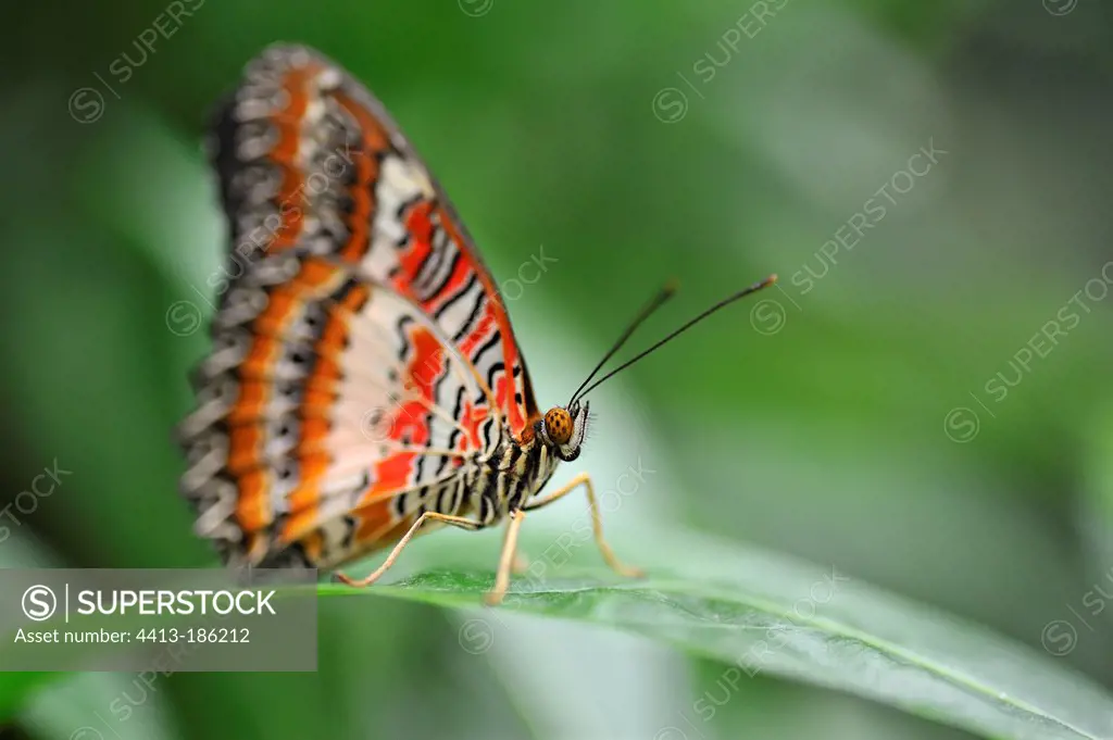 Red Lacewing on a sheet in a Butterfly HouseLoiret