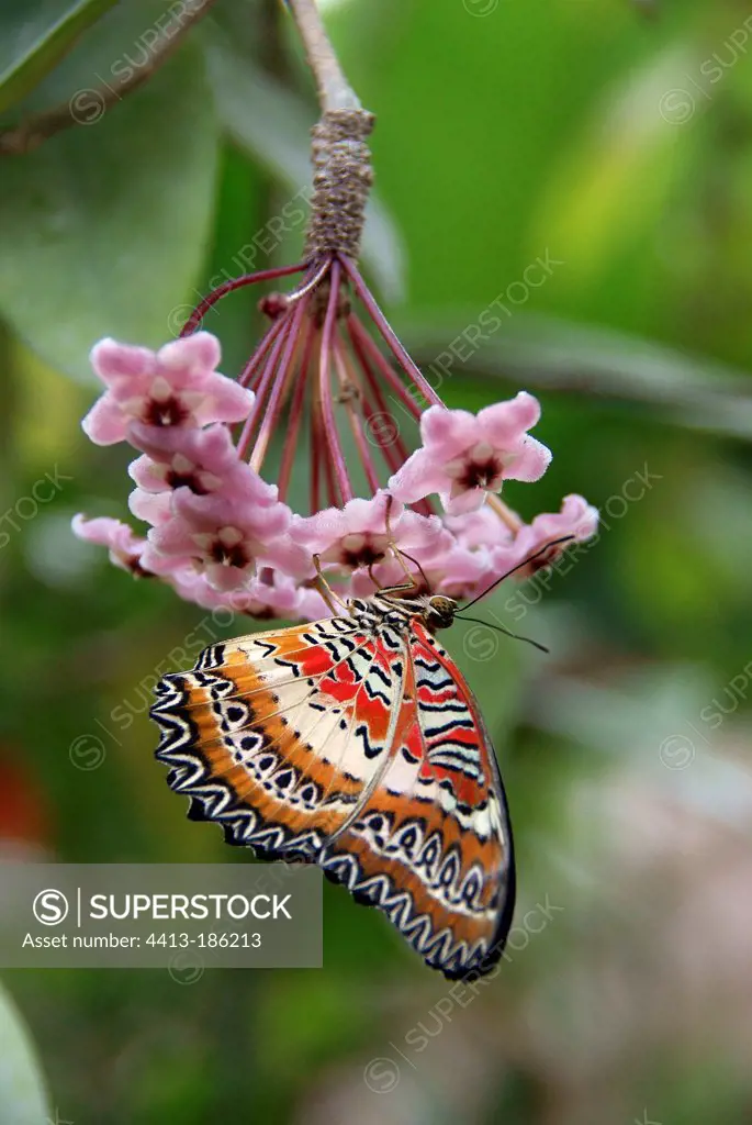Red Lacewing on a flower in a Butterfly HouseYvelines