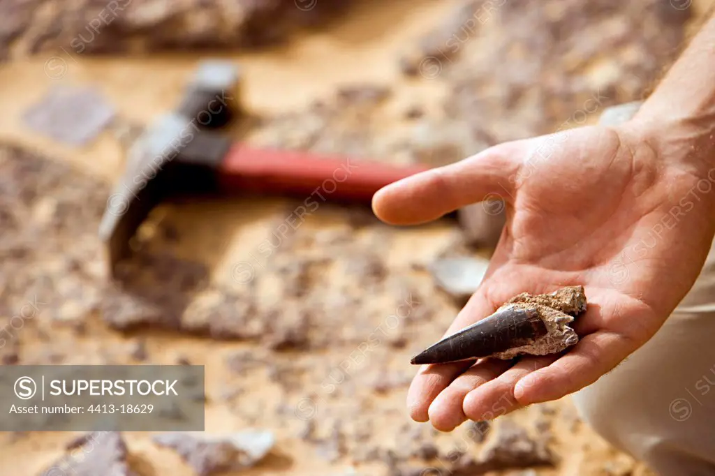 Paleontologist releasing a fossil tooth of Sarcosuchus Niger