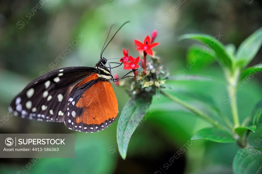 Tiger Longwing butterfly pollinating a flower in winter