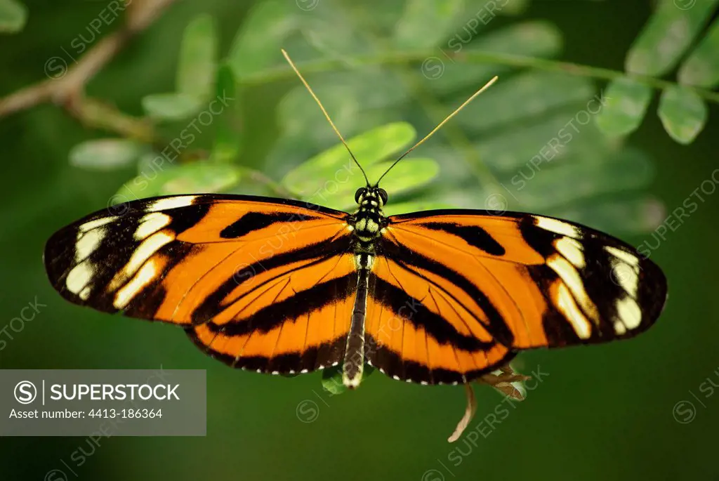 Heliconius butterfly landing on a plant