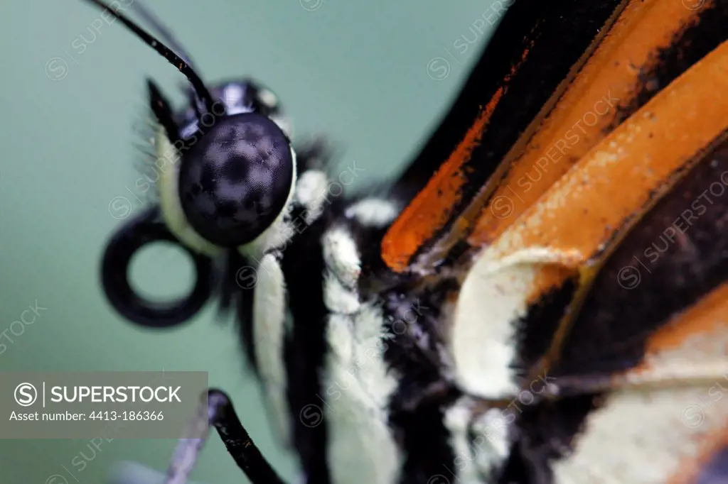 Close-up of the eye of a butterfly Heliconius