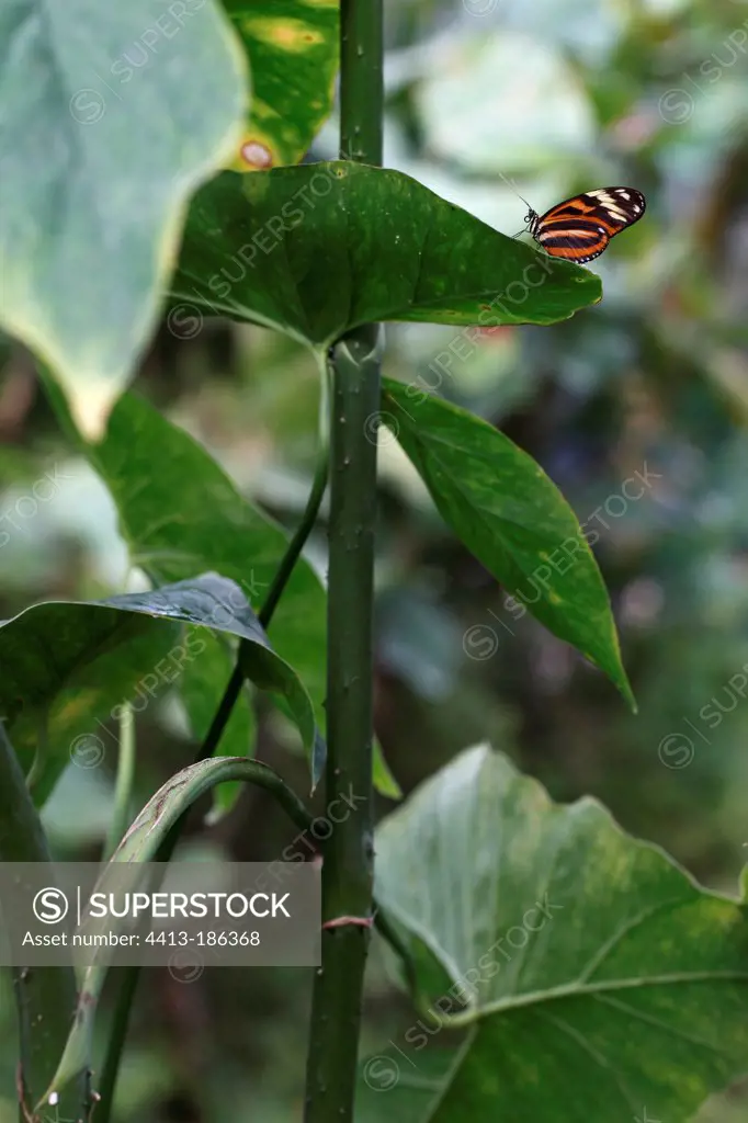 Heliconius butterfly on a leaf