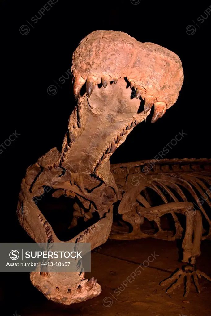 Enormous fossil cranium of Sarcosuchus Niger