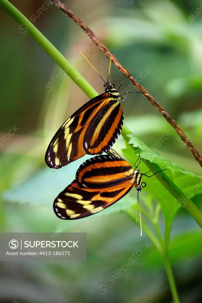 Heliconius butterfly mating in a butterflies house