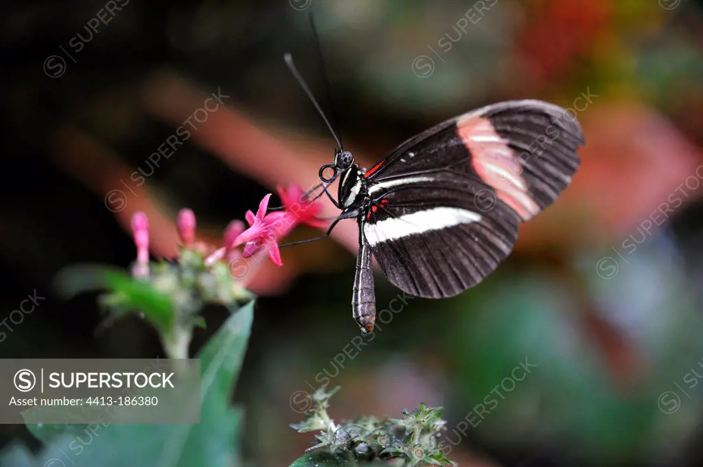 Longwing gathering nectar on a flower