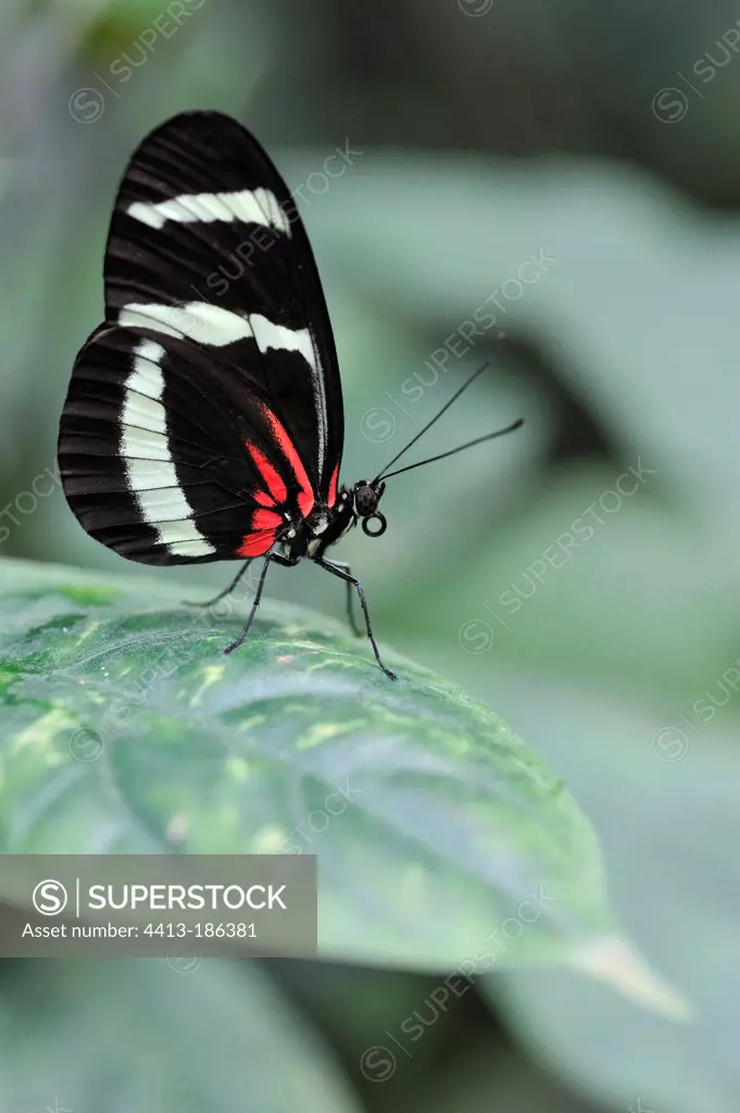 Heliconius Butterfly landing on a leaf