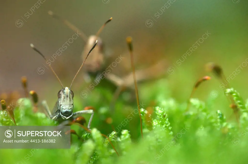 Rufous Grasshopper in moss in forest edge France