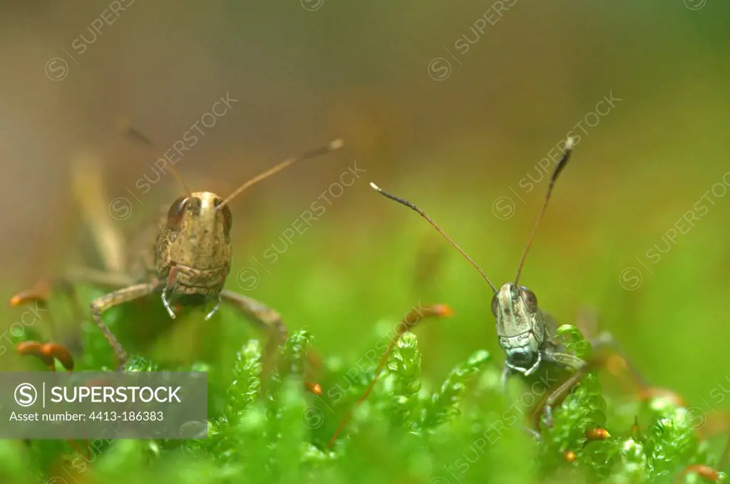 Rufous Grasshoppers in moss in forest edge France