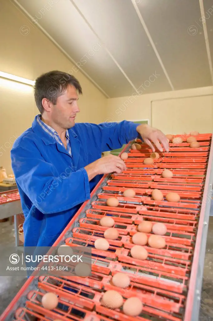 Poultry farmer conditioning eggs France