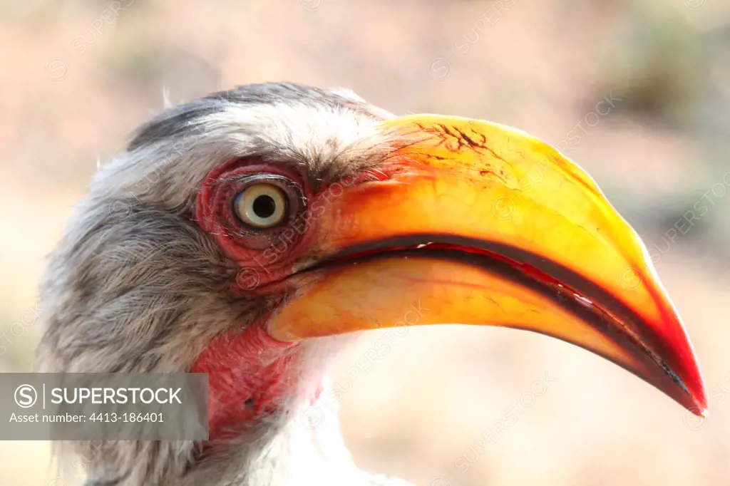 Portrait of a southern yellow billed Hornbill South Africa