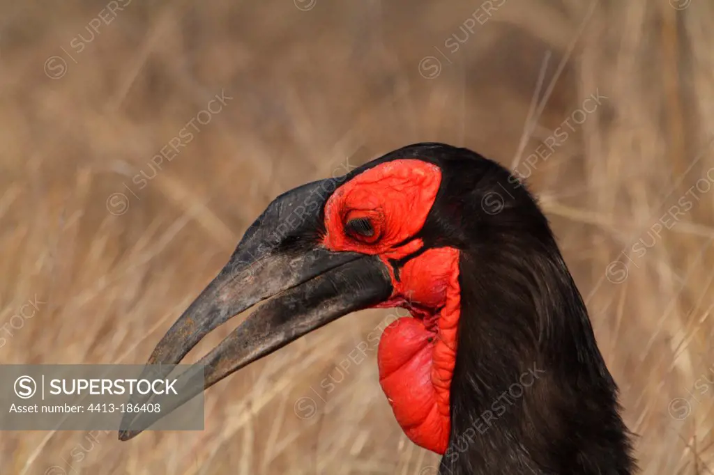 Portrait of a male Southern ground Hornbill South Africa