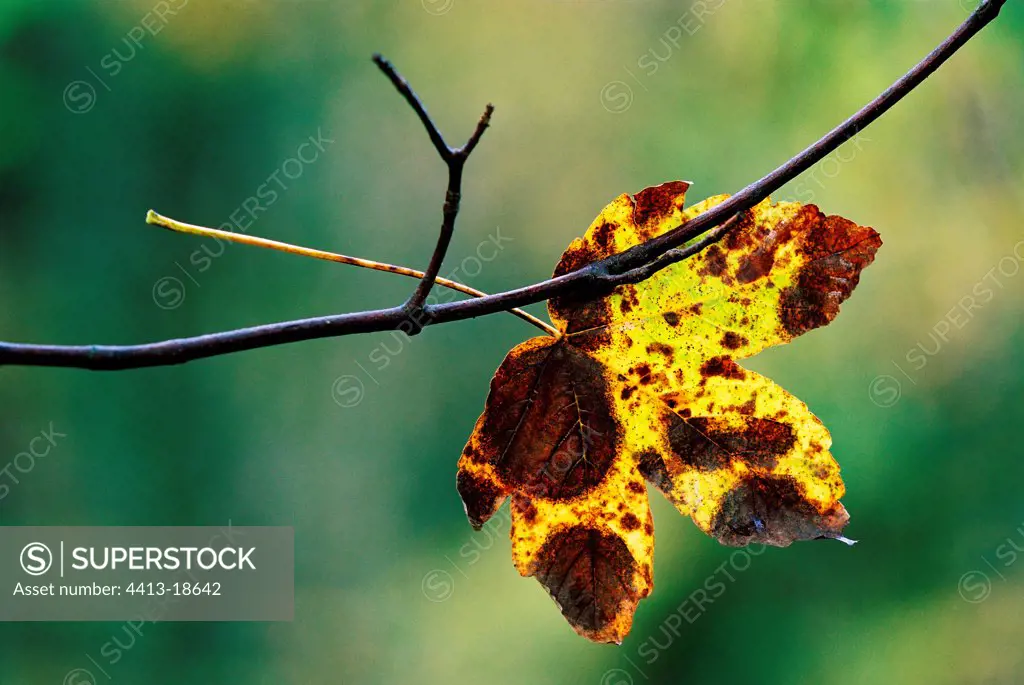 Dead leaf of Maple balancing on a branch