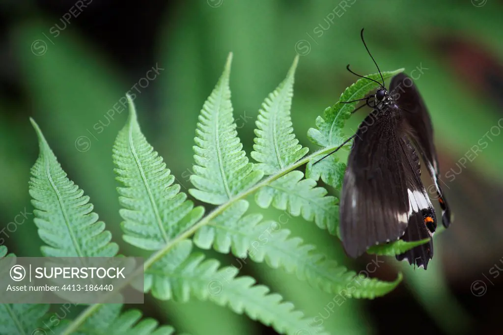 Common Mormon on a leaf in a butterflies house