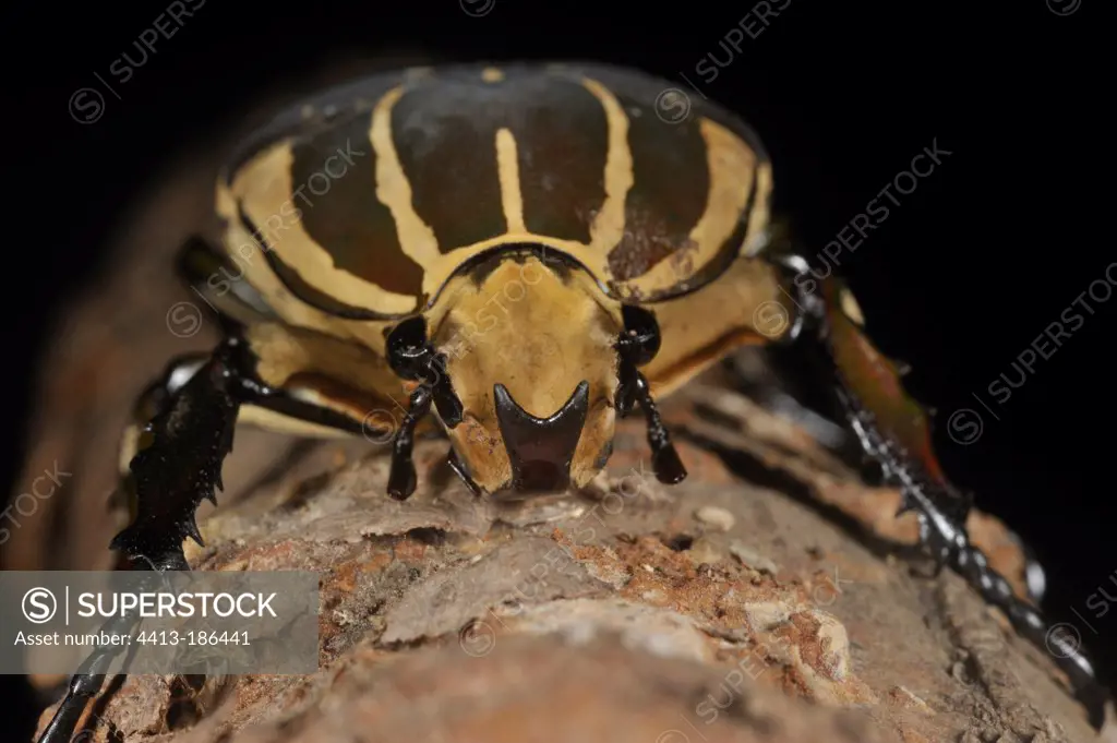 Portrait of a Giant African Fruit Beetle