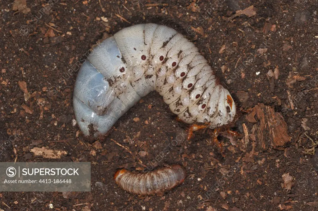 Larvae of Elephant beetle and hairy beetle