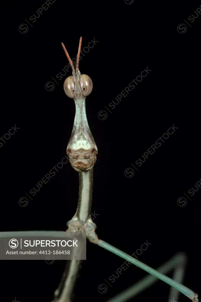 Portrait of a male false stick insect