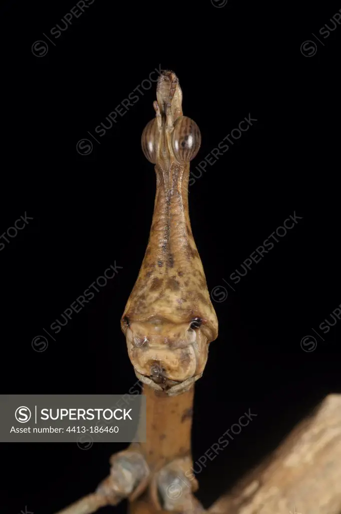 Portrait of a female false stick insect