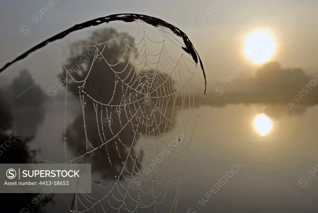 Cobweb beaded of dew close to the river Allan