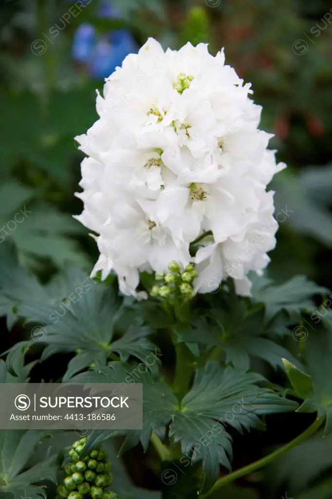 Candle larkspur 'Excalibur Pure White' in a garden