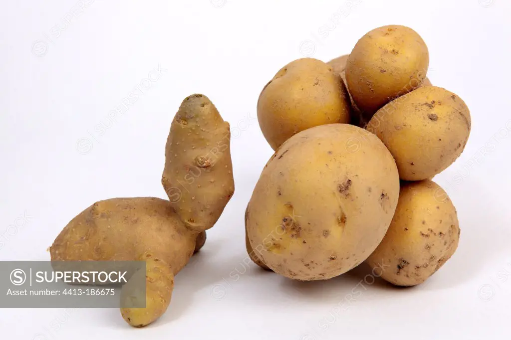 Potatoes amazing
