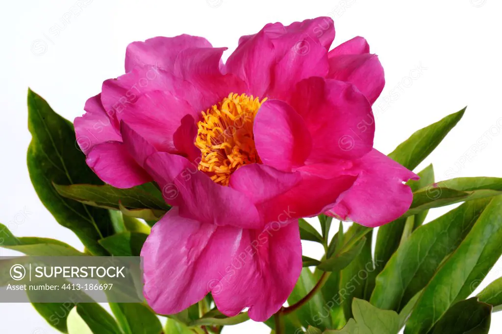 Common peony 'Hope' in bloom