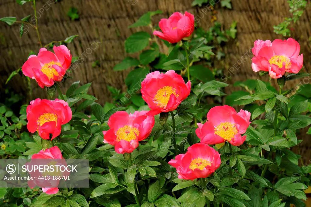 Common peony 'Flame' in the Garden of Cottons in Alsace