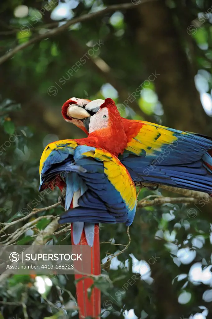 Scarlet Macaw couple grooming Costa Rica