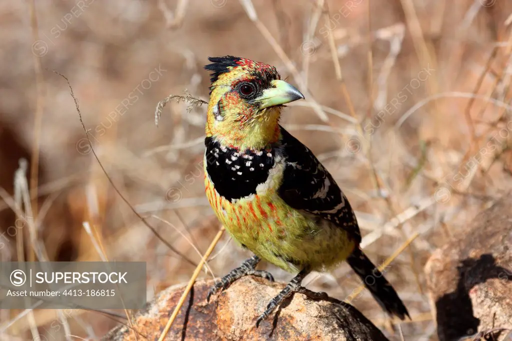 Crested Barbet looking for food in South africa