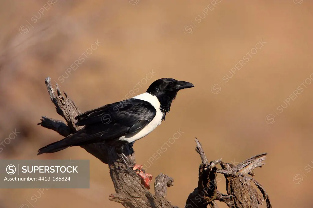 Pied Crow perched with a bone South Africa