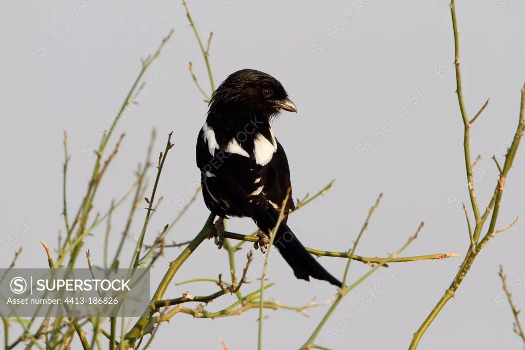 Magpie Shrike perched and looking for insects South Africa
