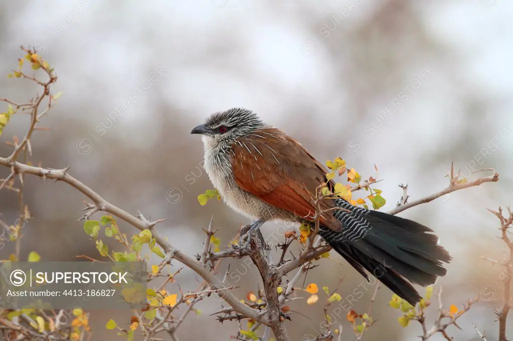 White-browed Coucal on a branch looking for insects Tanzania