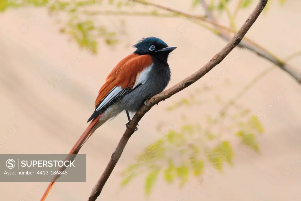African Paradise-Flycatcher looking for insects Tanzania