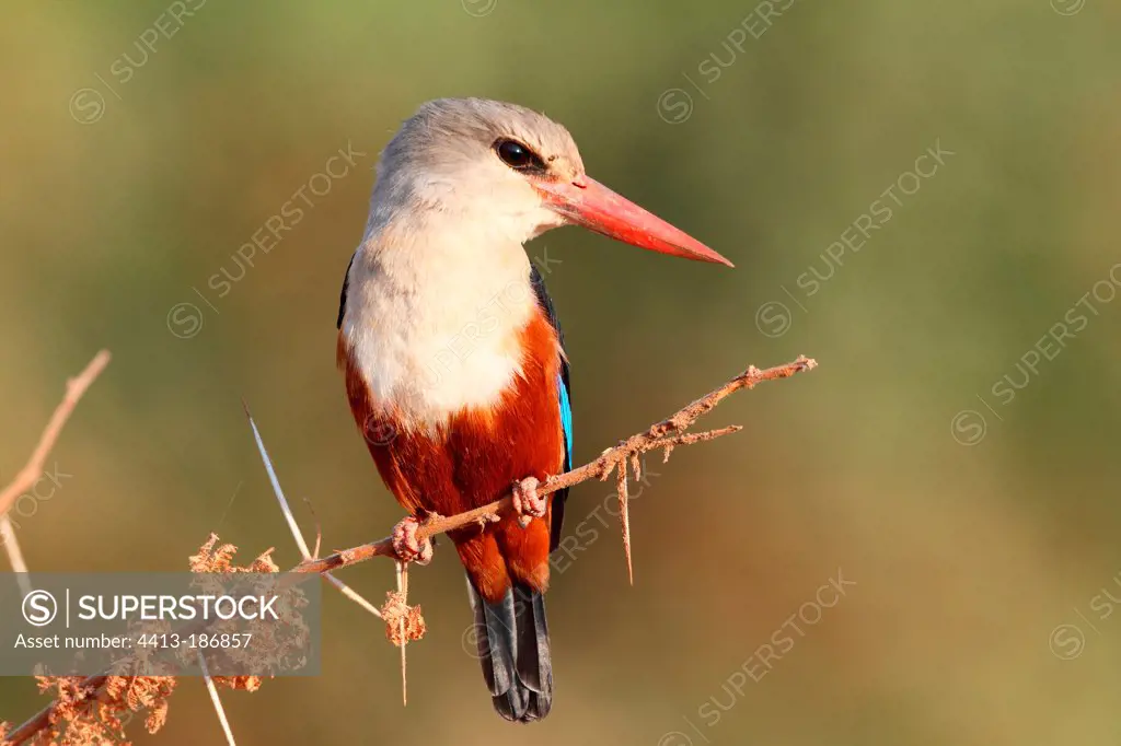 Grey-headed Kingfisher looking for food on a branch Tanzania