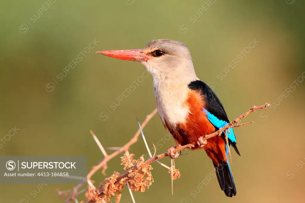 Grey-headed Kingfisher looking for food on a branch Tanzania