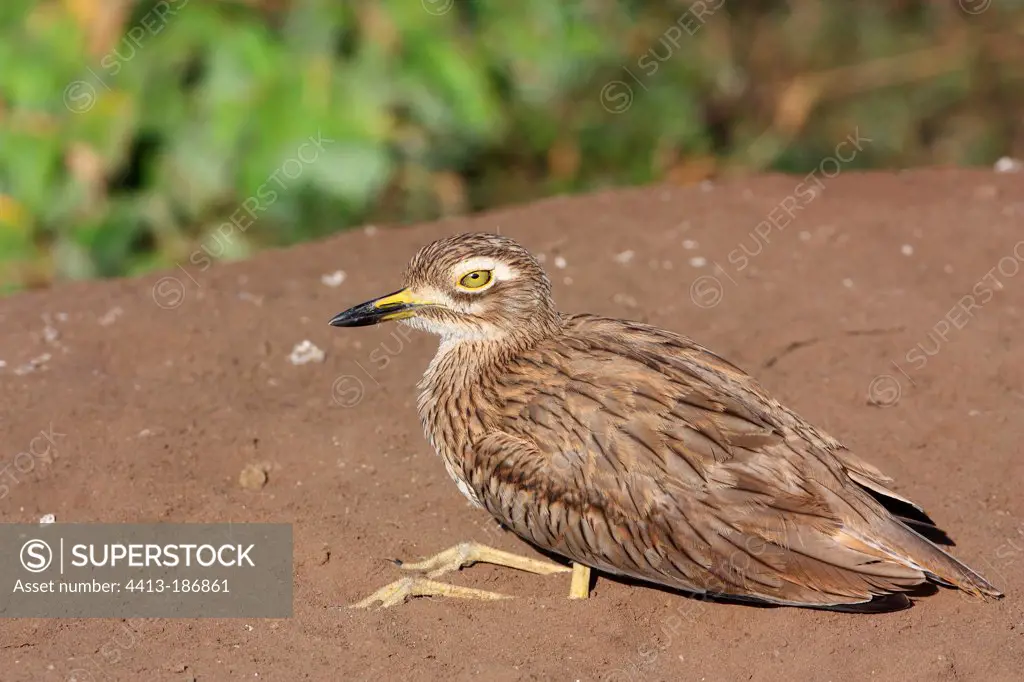 Senegal Thick-knee resting to the Marsh Sanctuary Senegal