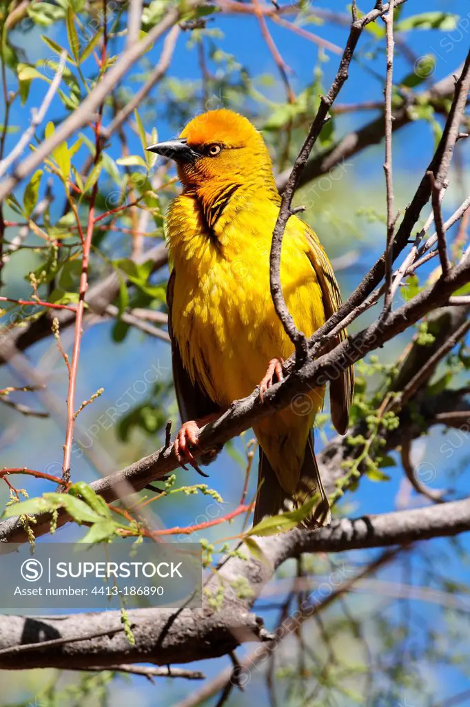Cape Weaver in bridal livery on a branch South africa