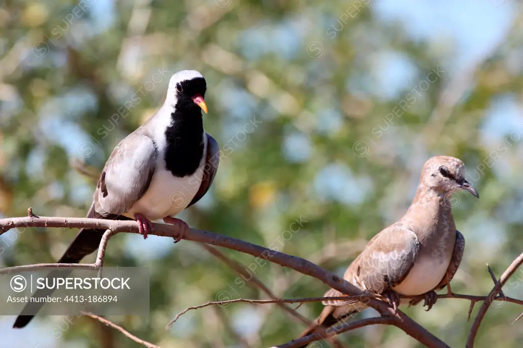 Couple of Namaqua Doves on a branch Senegal
