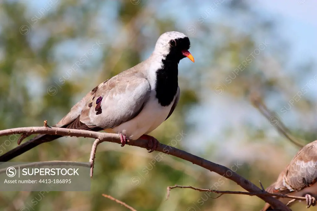 Male Namaqua Doves on a branch Senegal