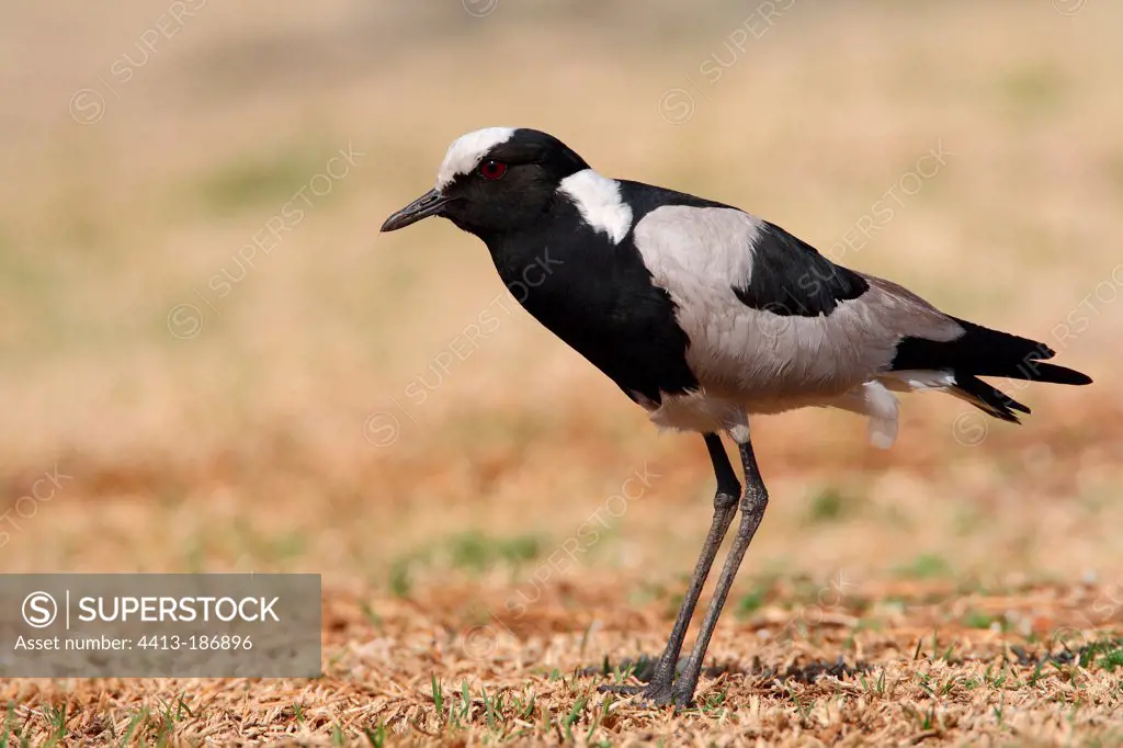 Blacksmith Lapwing in observaton in savanna South africa
