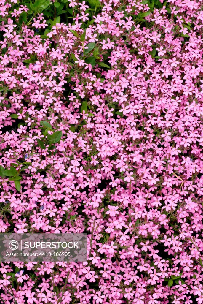 Rock soapwort in bloom in a garden